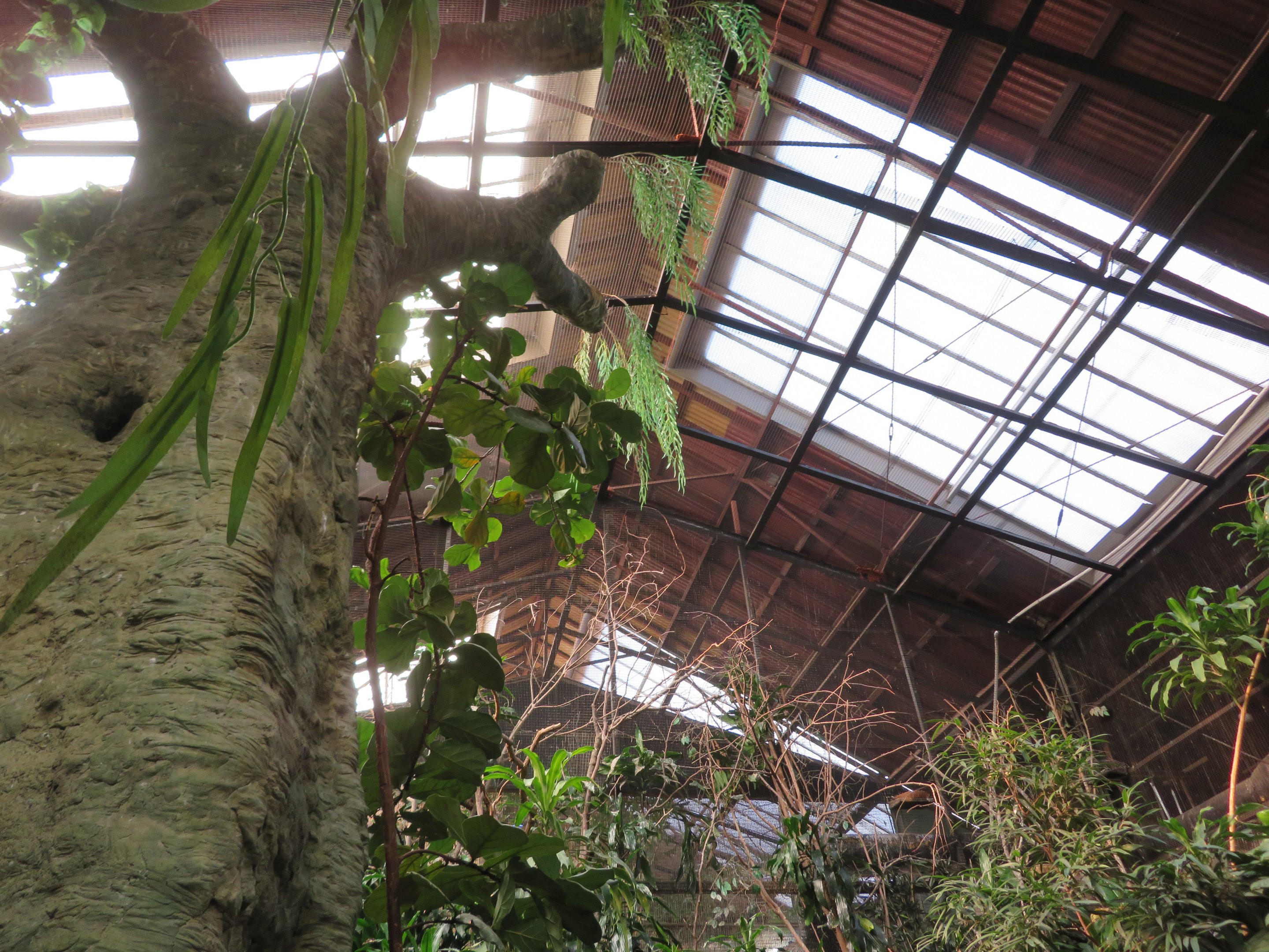 Walk-through Aviary