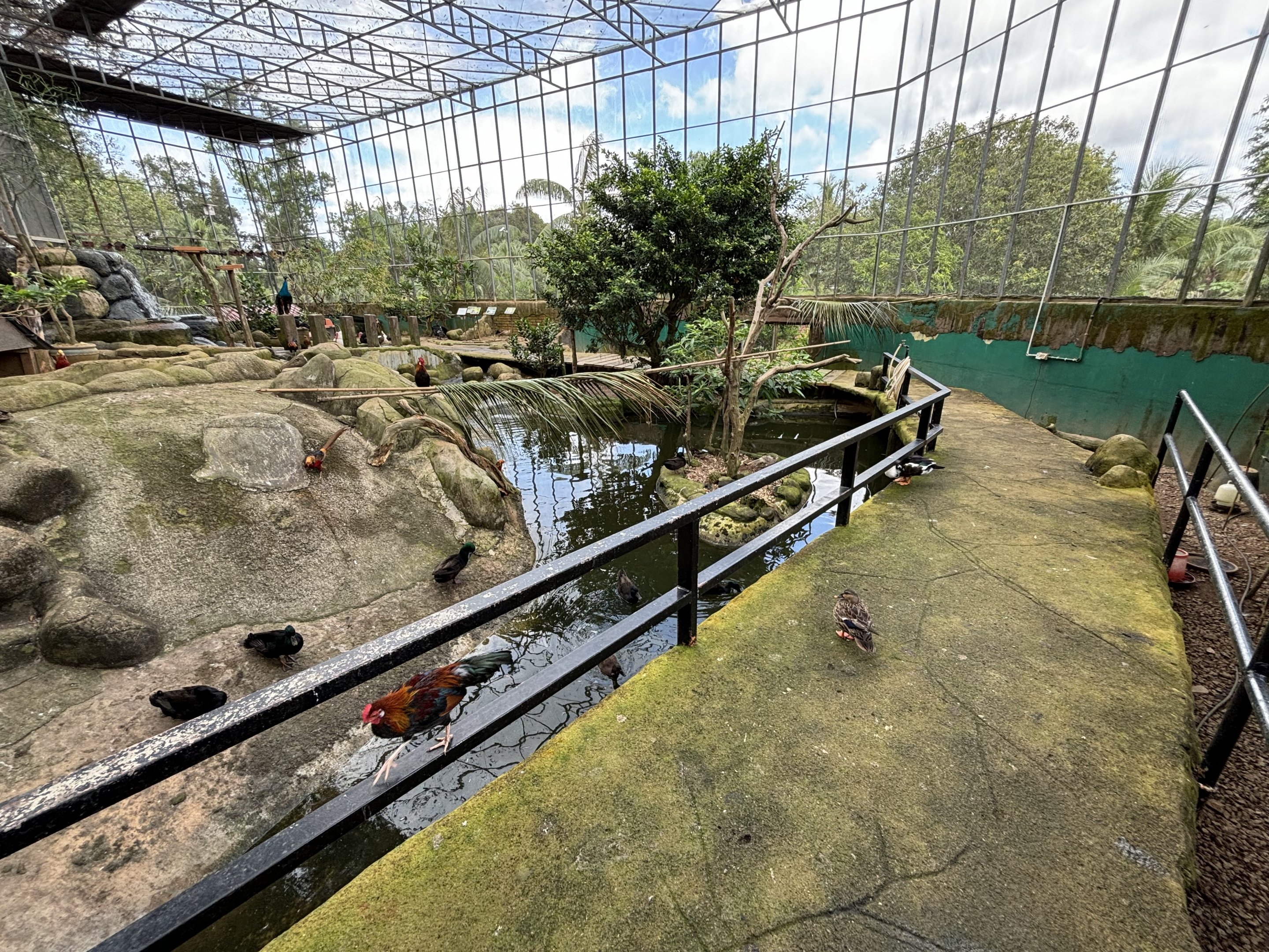Walk-through Aviary