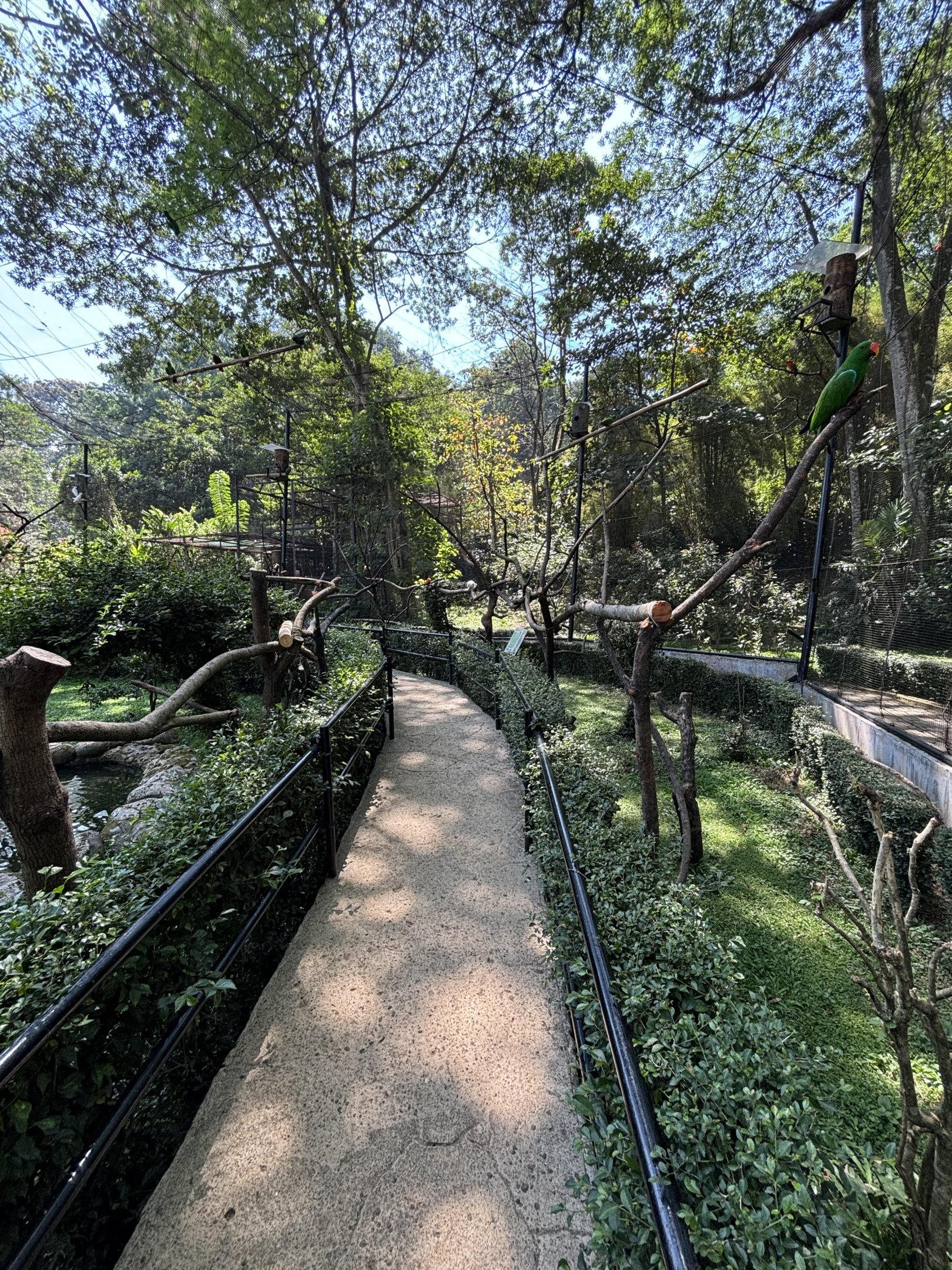 Walk-through Aviary