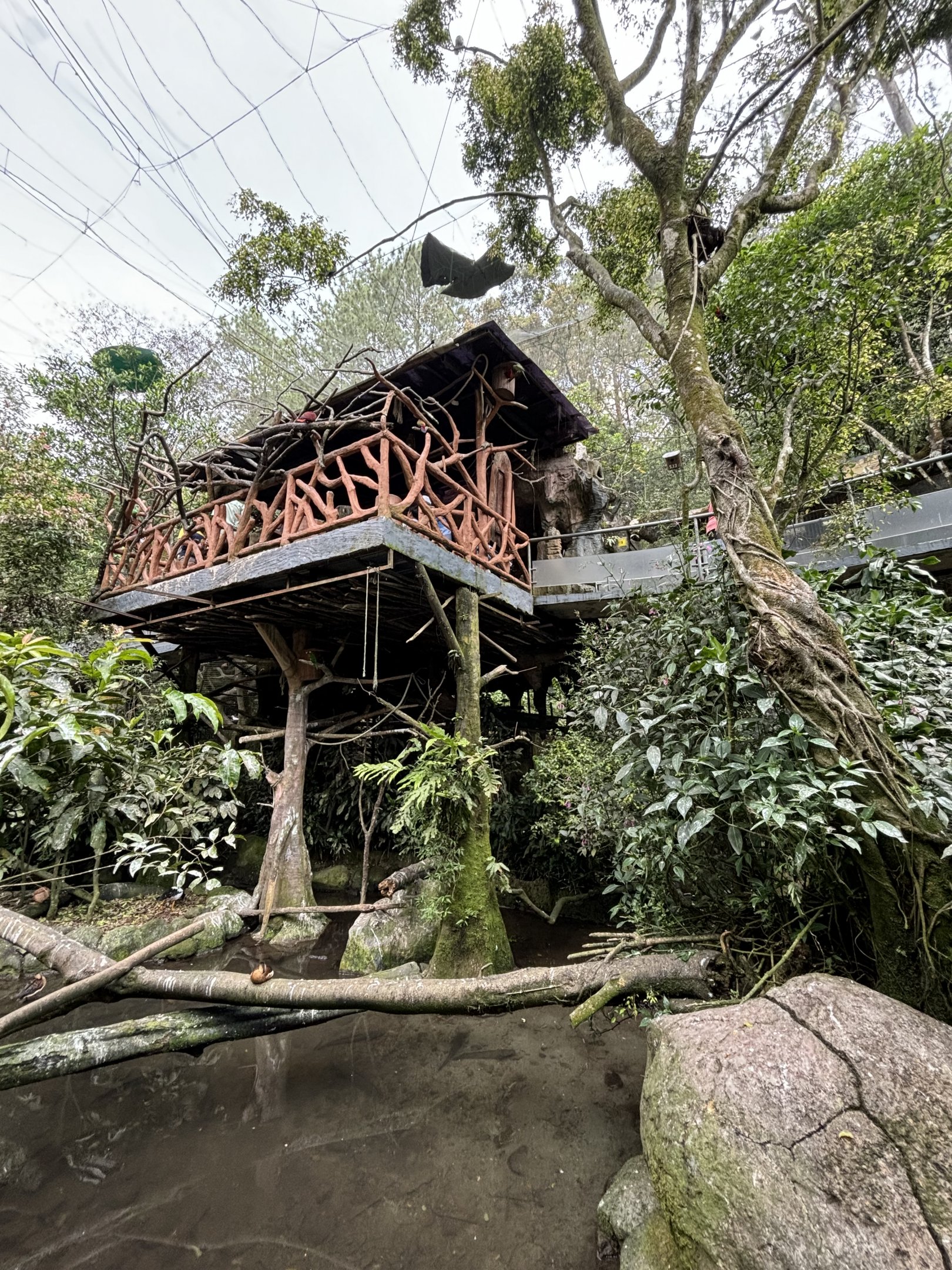 Walk-through Aviary