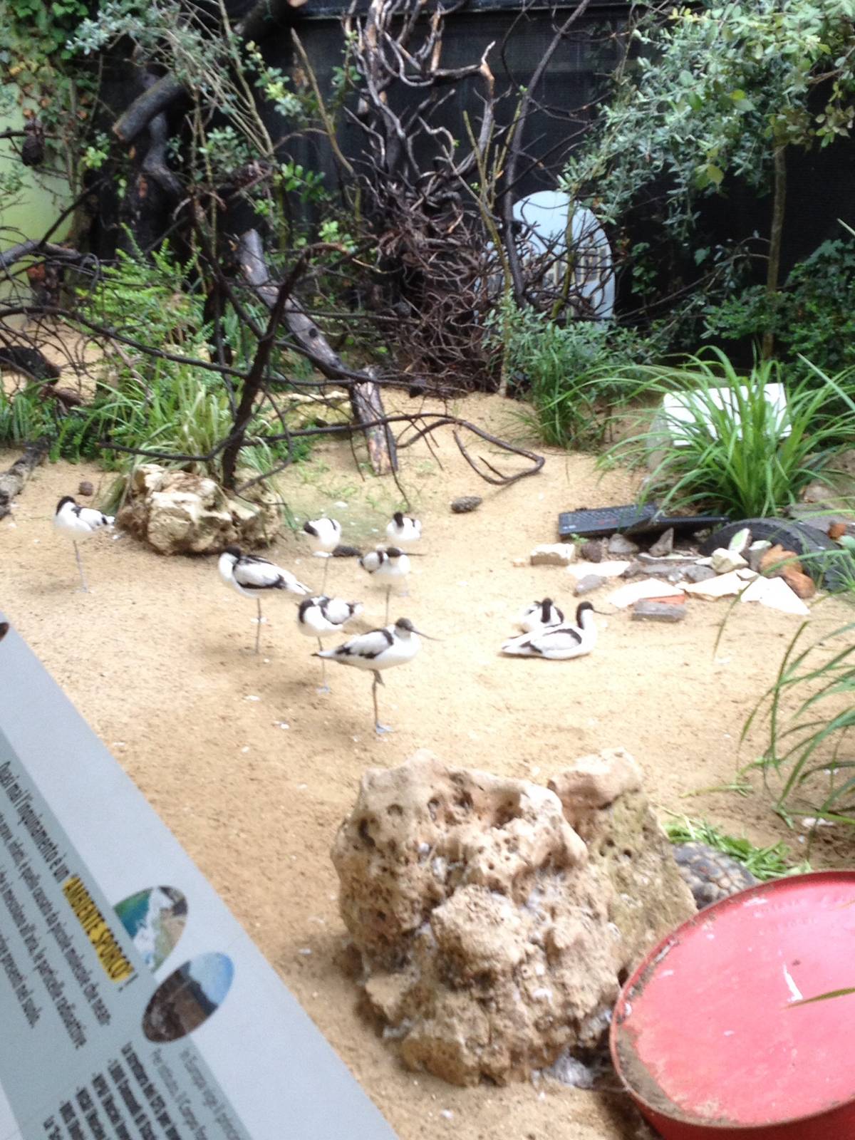Walk-through Avocet Aviary