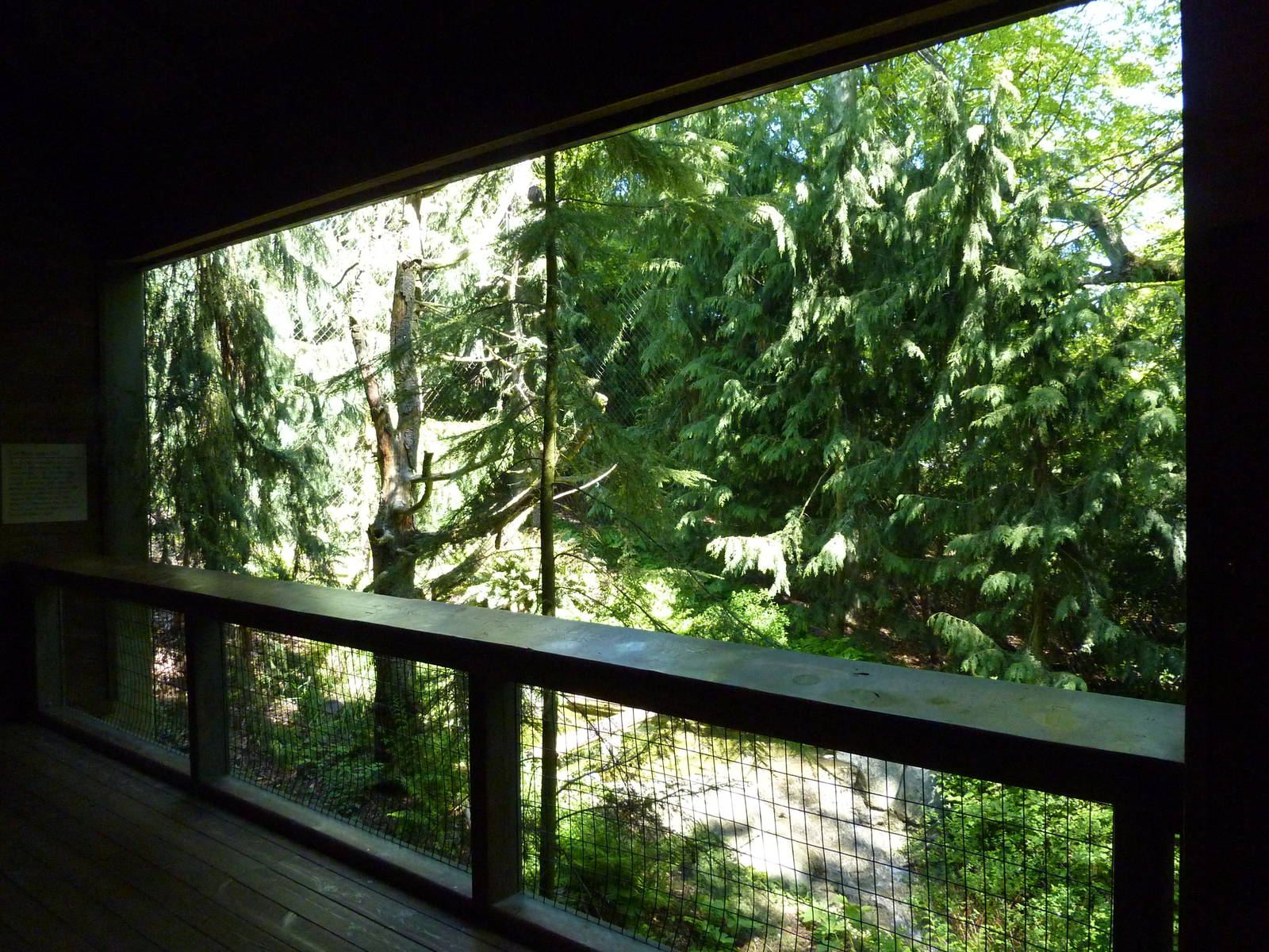 Walk-Through Bald Eagle Aviary