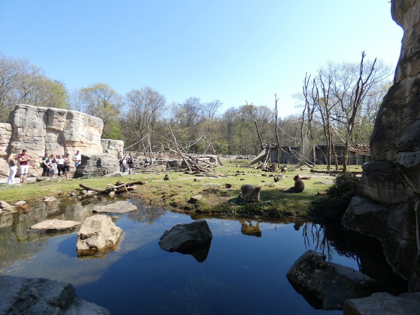 Walk-through Barbary Macaque enclosure