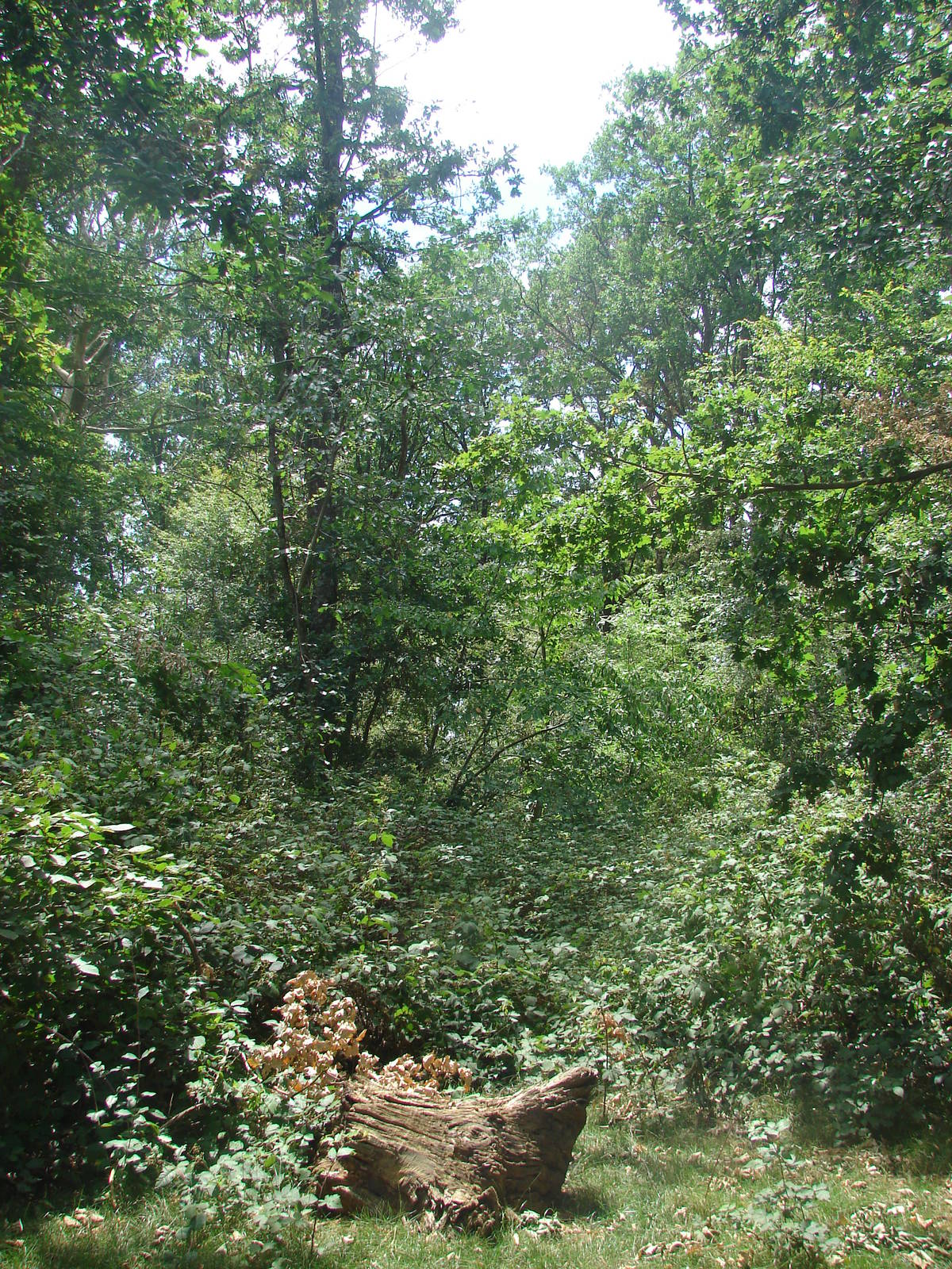 Walk-through barbary macaque exhibit