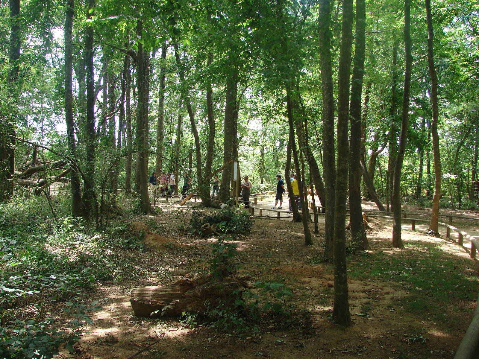 Walk-through barbary macaque exhibit