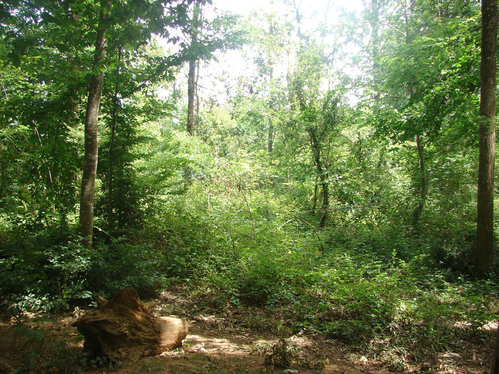 Walk-through barbary macaque exhibit