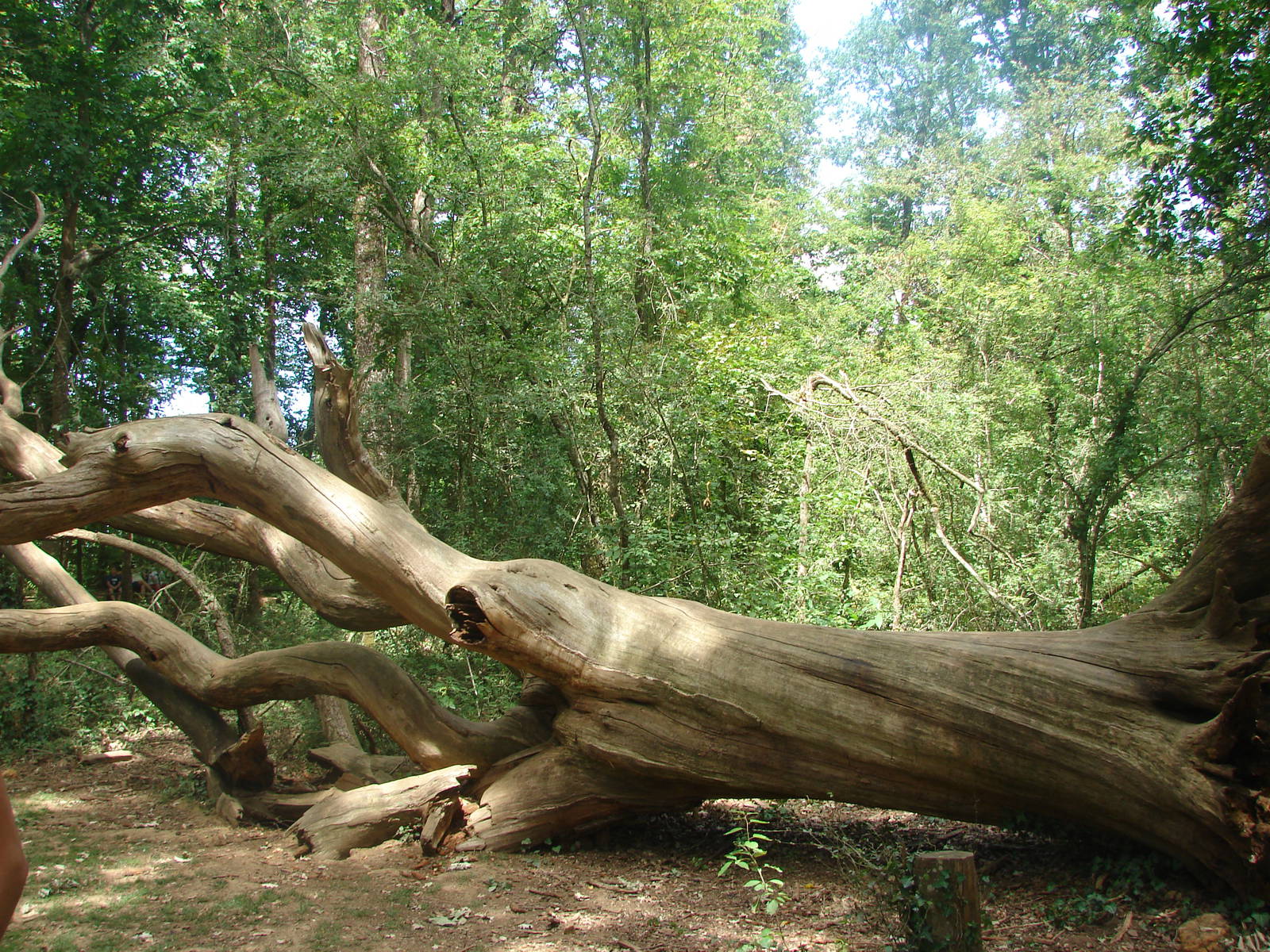 Walk-through barbary macaque exhibit