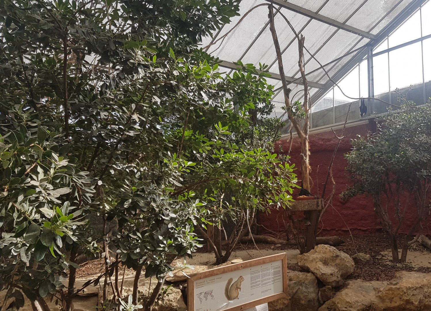 Walk-through bat and squirrel- enclosure