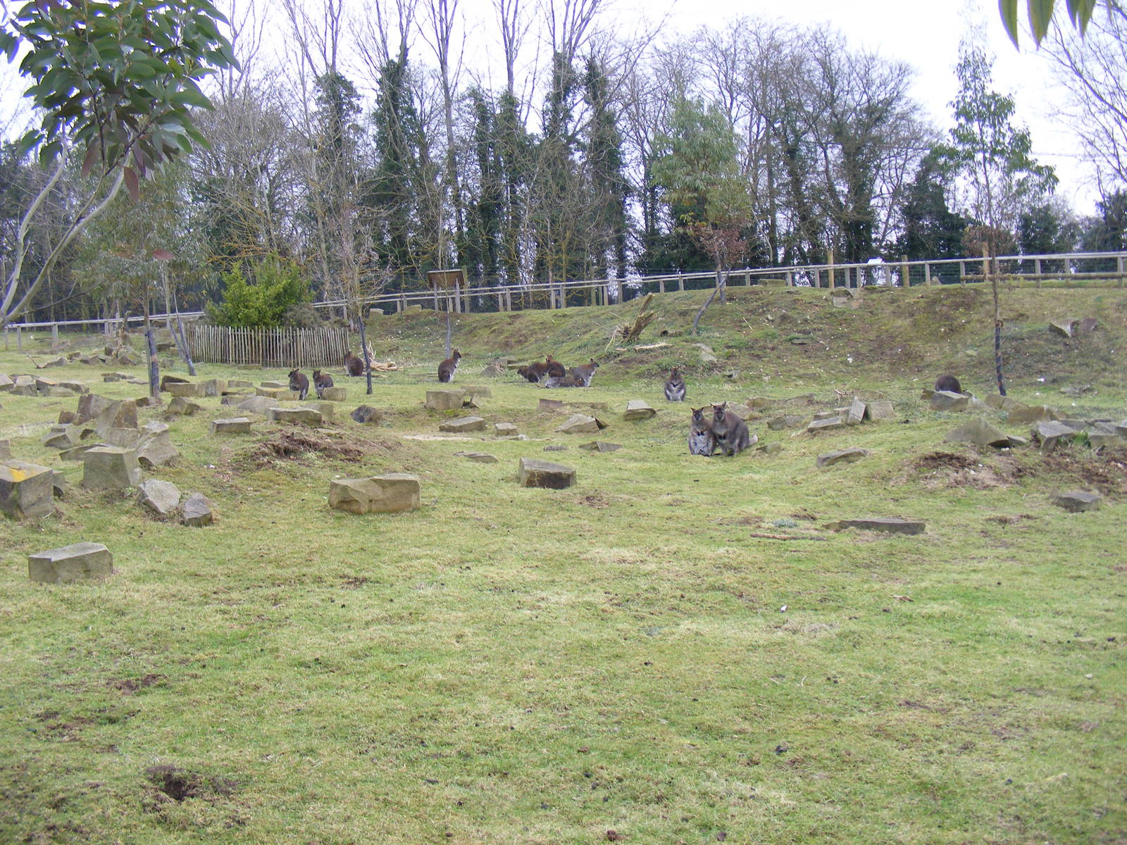 Walk-through Bennett's wallaby enclosure at Marwell Wildlife, 29 January 20
