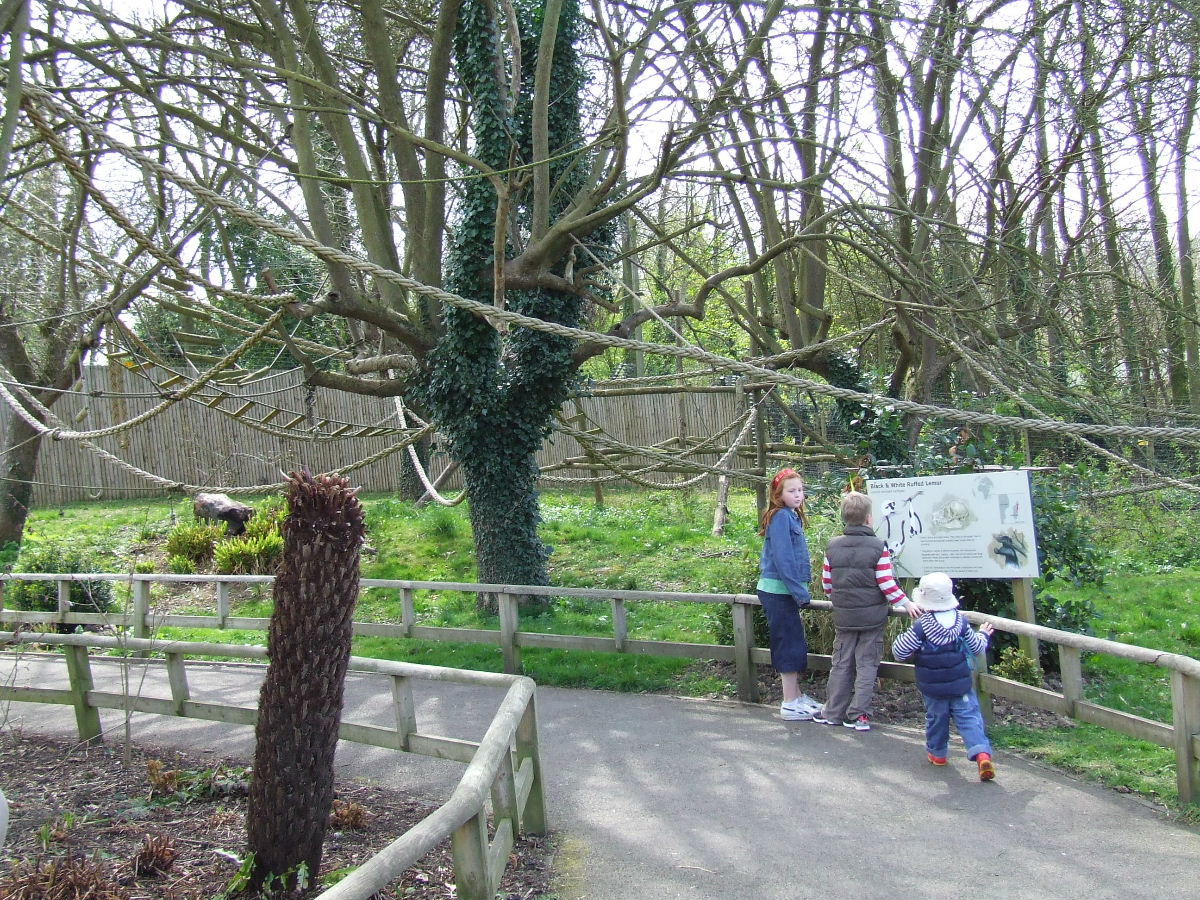 Walk-through Black-and-white Ruffed Lemur enclosure