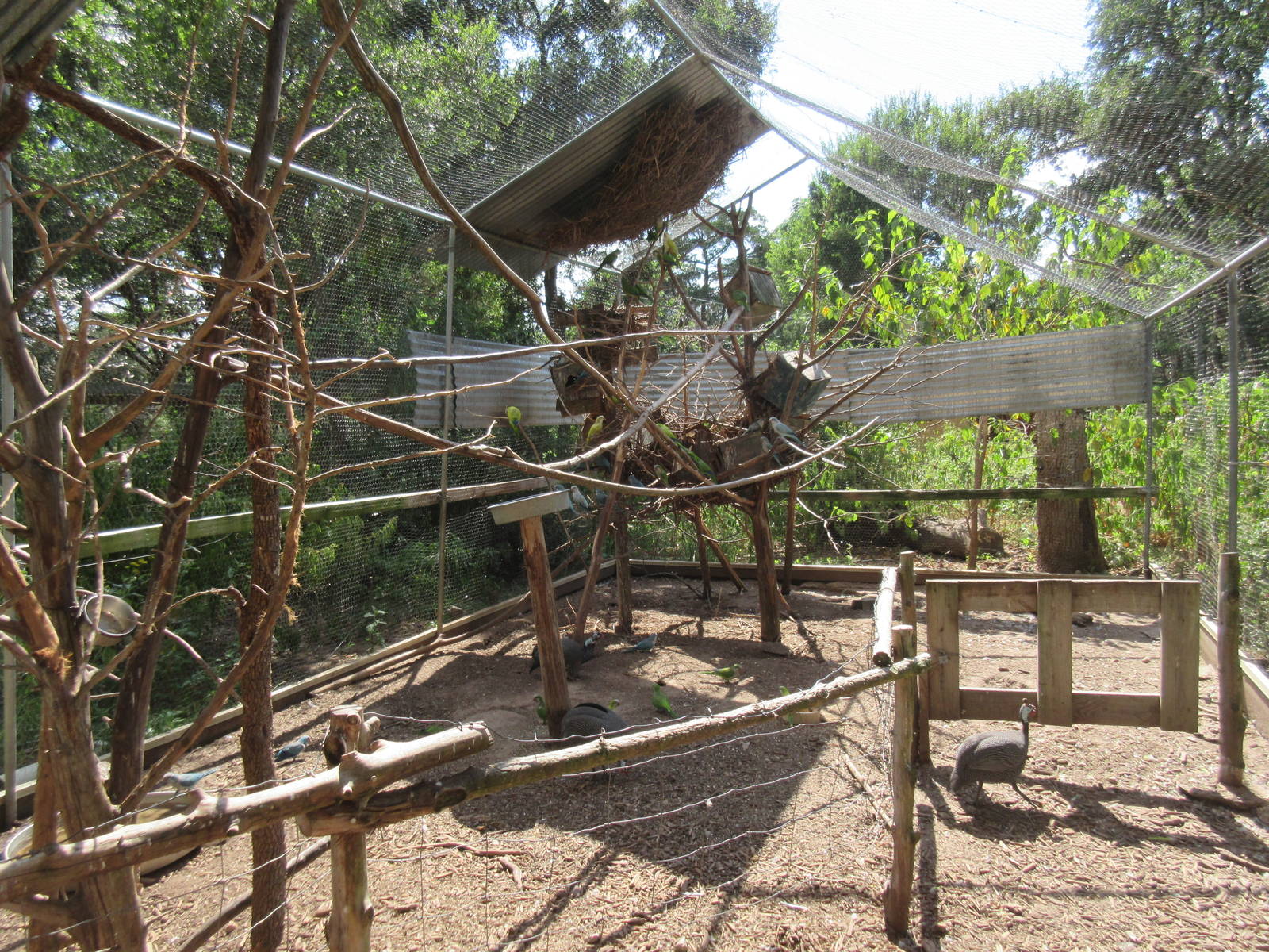 Walk-Through Budgie/Parakeet Aviary