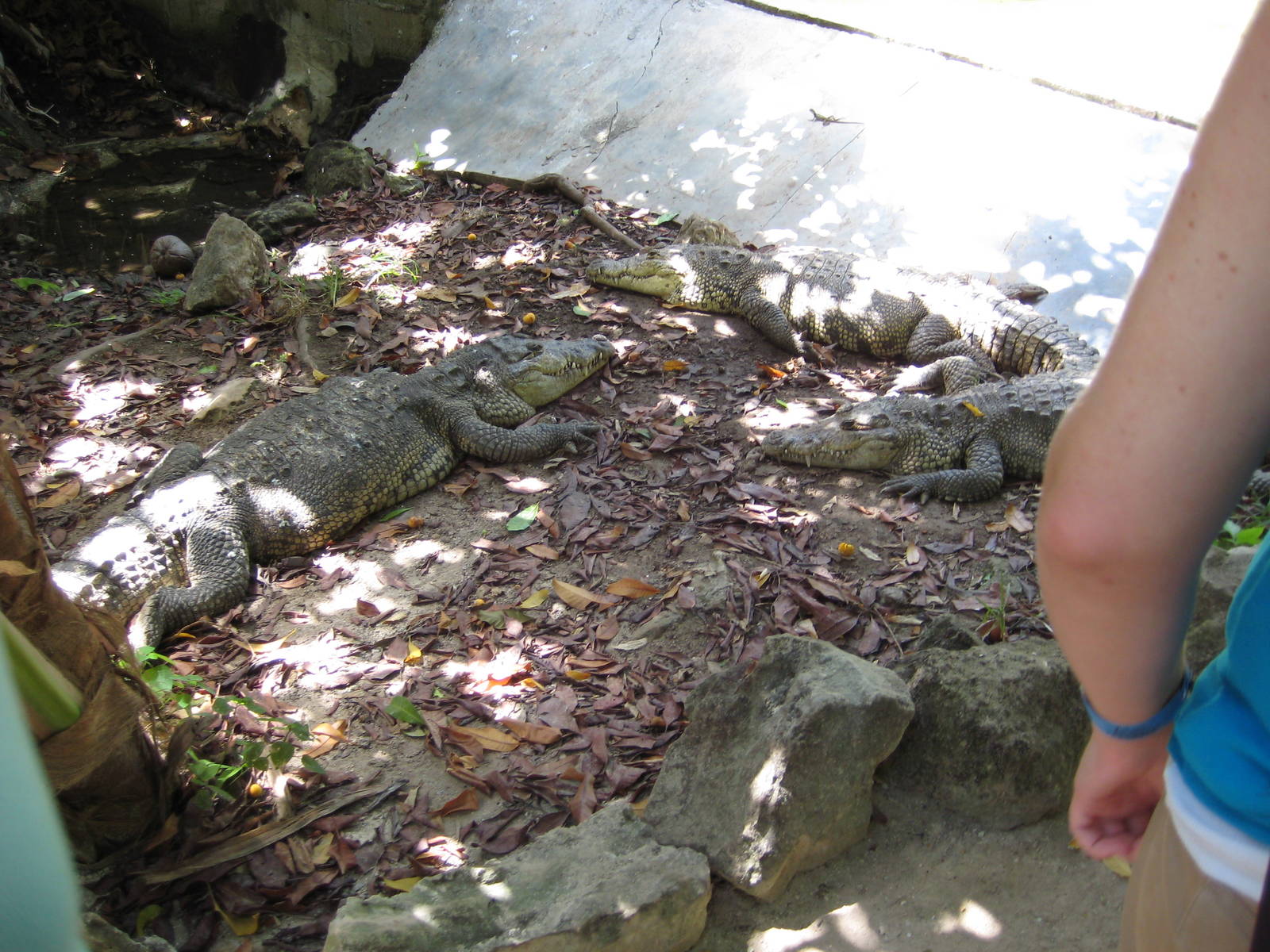 Walk-through Crocodile enclosure
