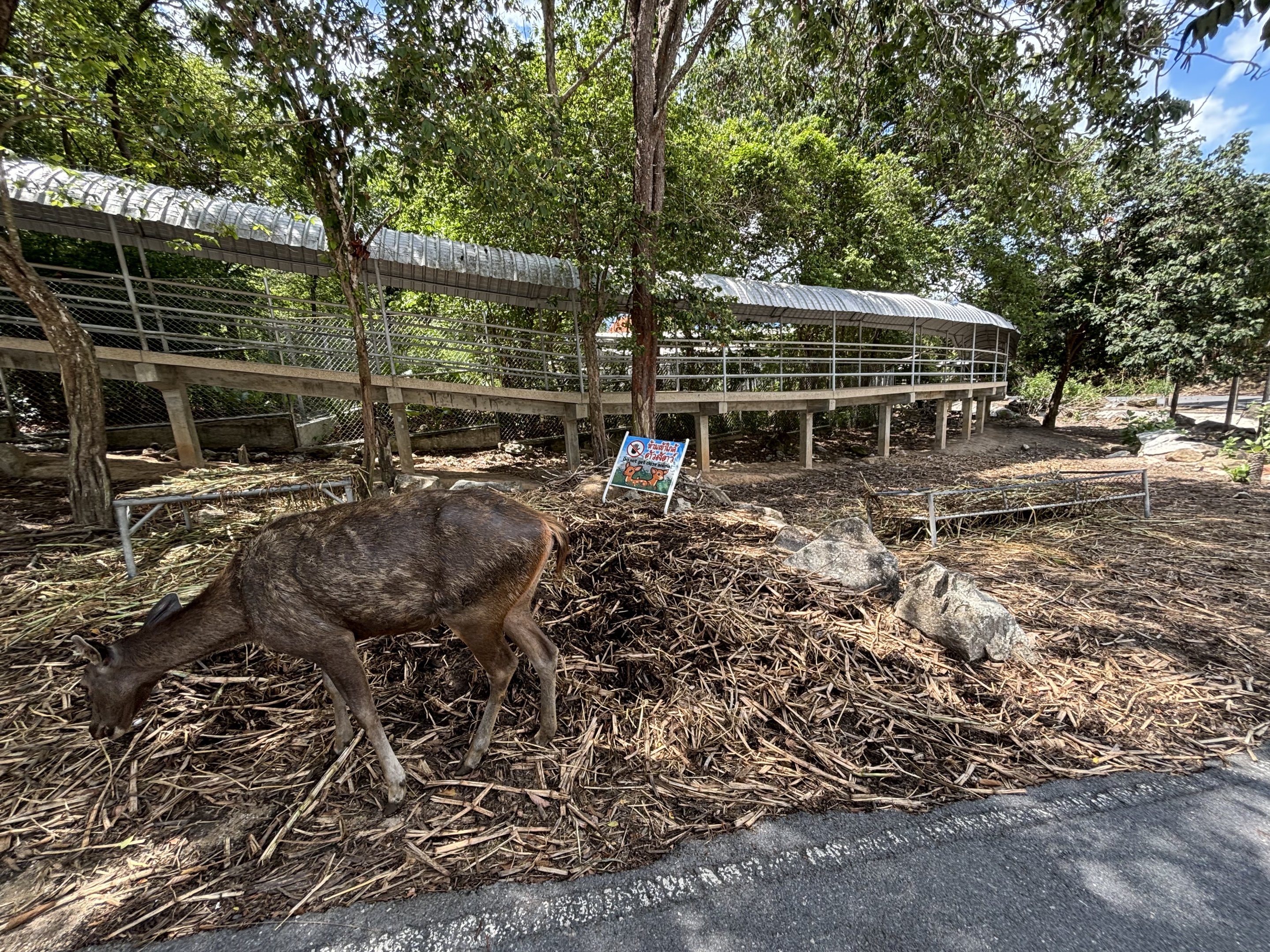 Walk-through Deer Exhibit