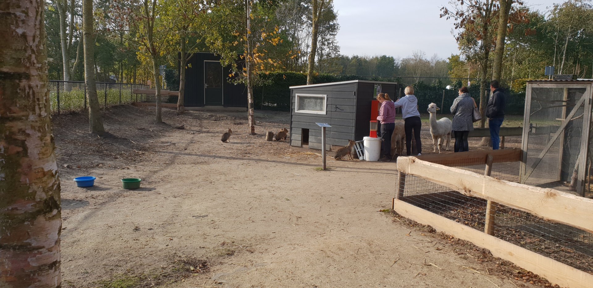 Walk-through-enclosure - Alpaca - Patagonian mara