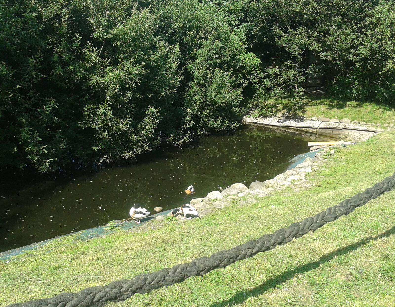 Walk-through enclosure - Ducks