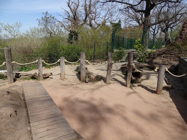 Walk-through enclosure for bat-eared foxes (04/22)