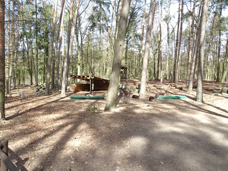 Walk-through enclosure for fallow deer