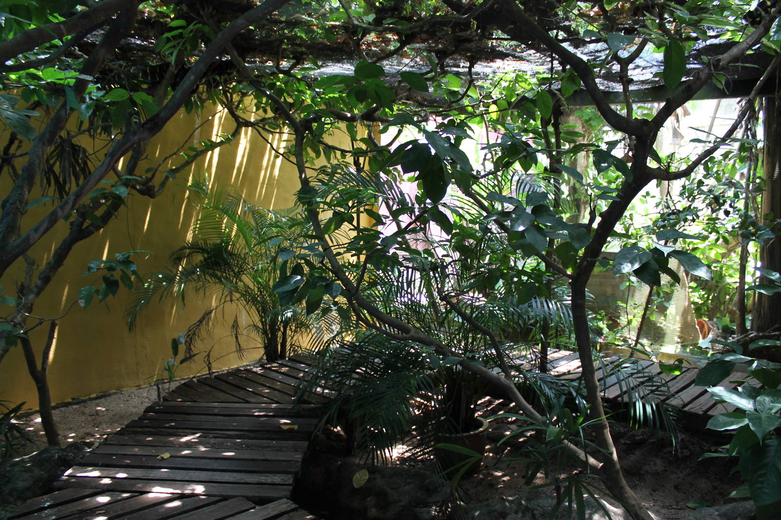walk-through enclosure for mangrove snakes