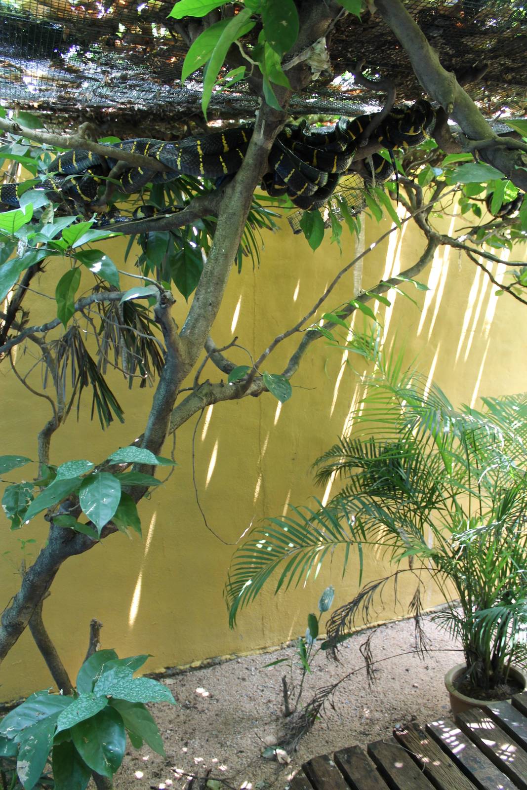 walk-through enclosure for mangrove snakes