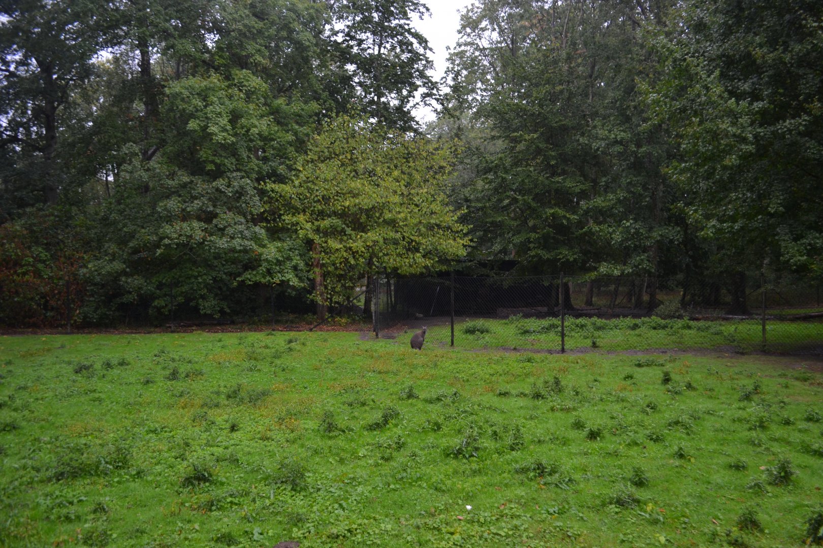 Walk-through enclosure for red-necked wallaby and emu in Knuthenborg
