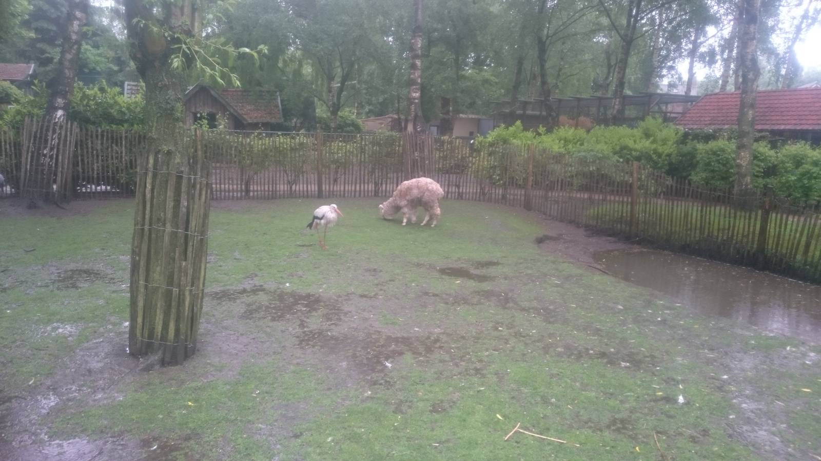 Walk-through enclosure - stork and alpaca