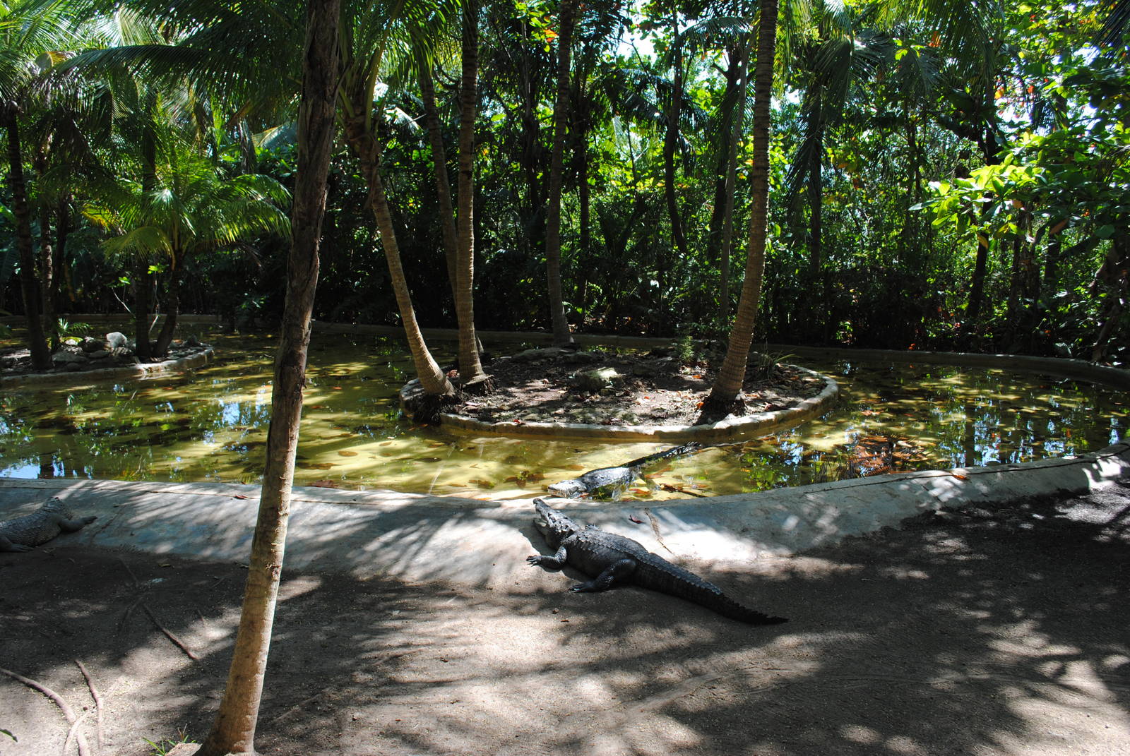 Walk-through enclosure with Morelet's Crocodiles