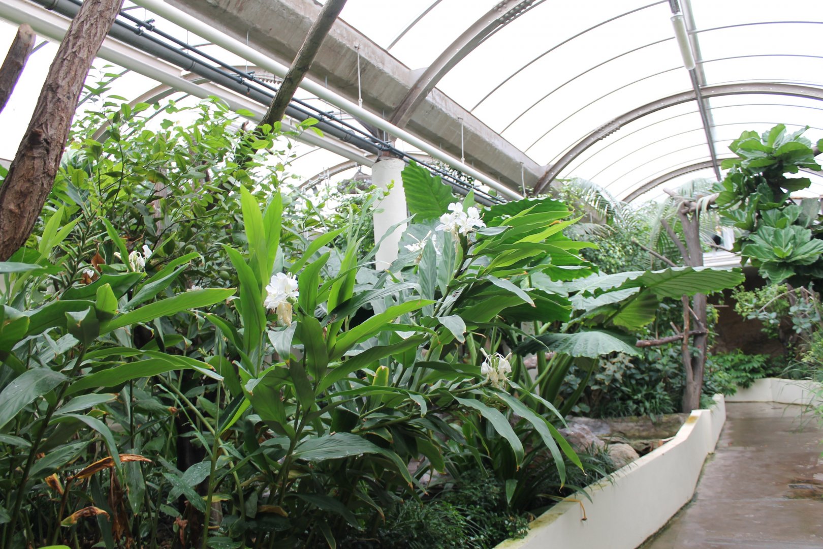 Walk-through-enclosure Wreathed hornbill