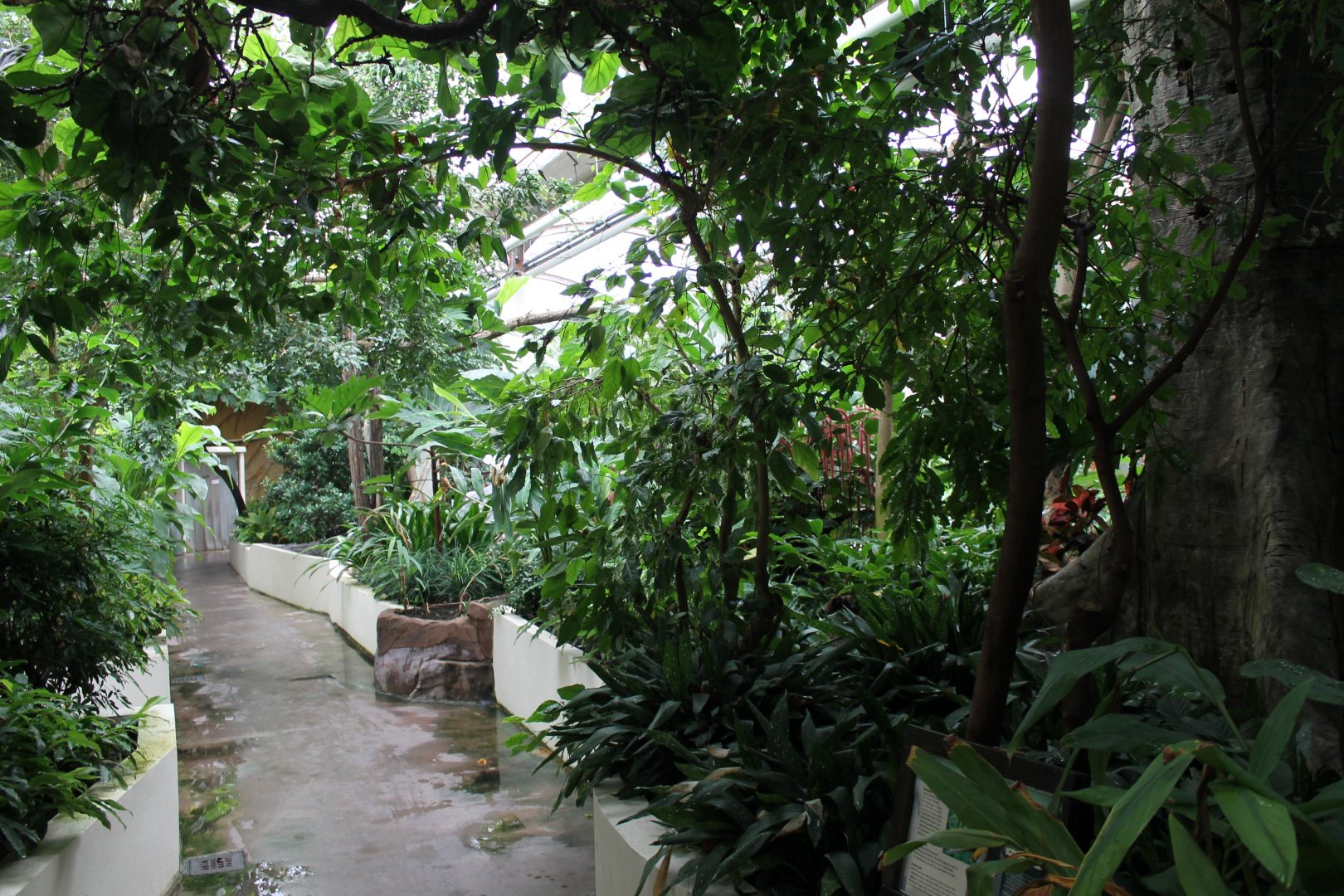 Walk-through-enclosure Wreathed hornbill