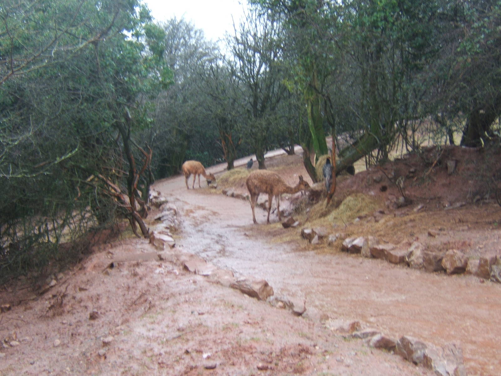 Walk through enclosure