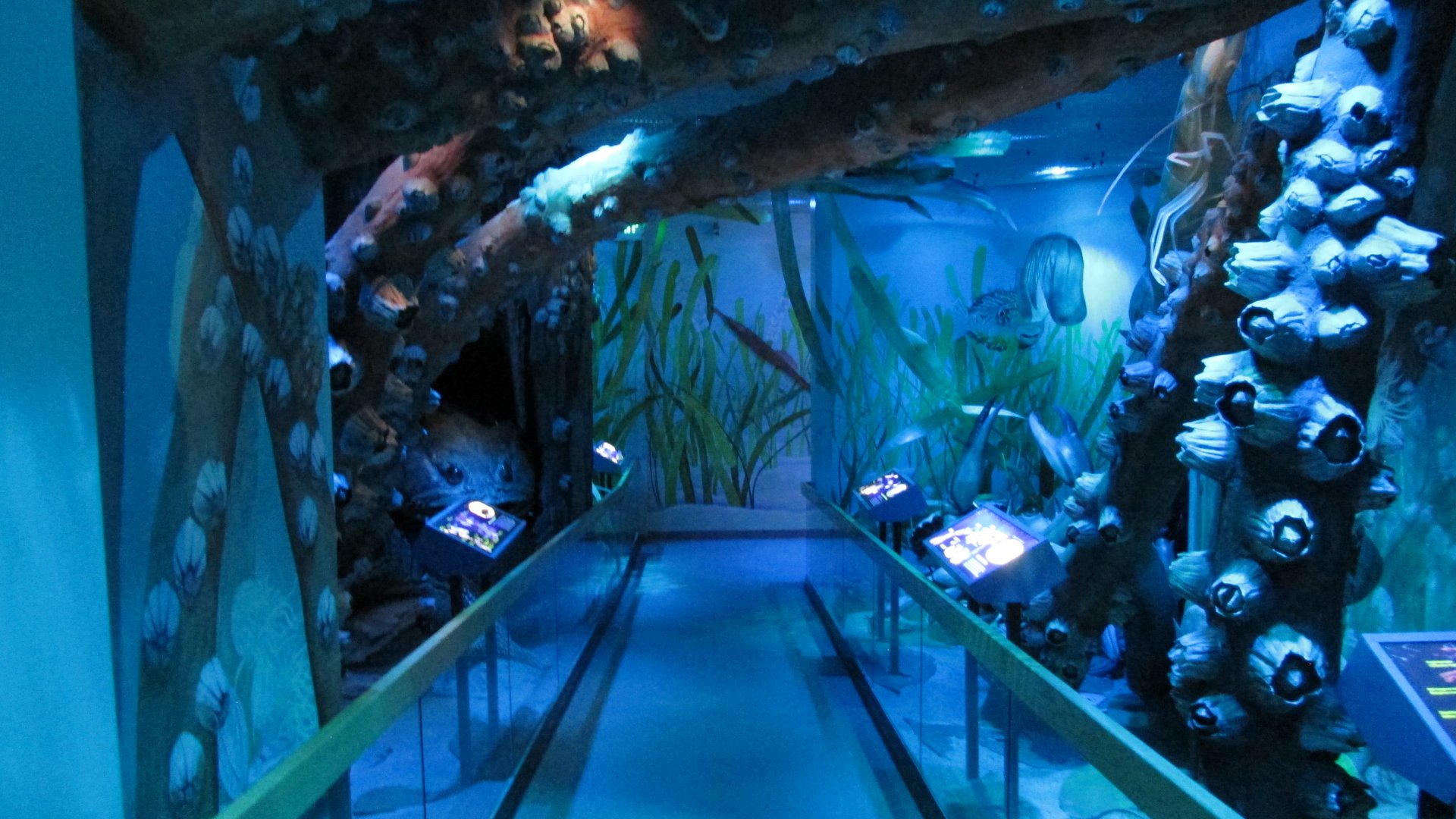 Walk Through Estuary Diorama