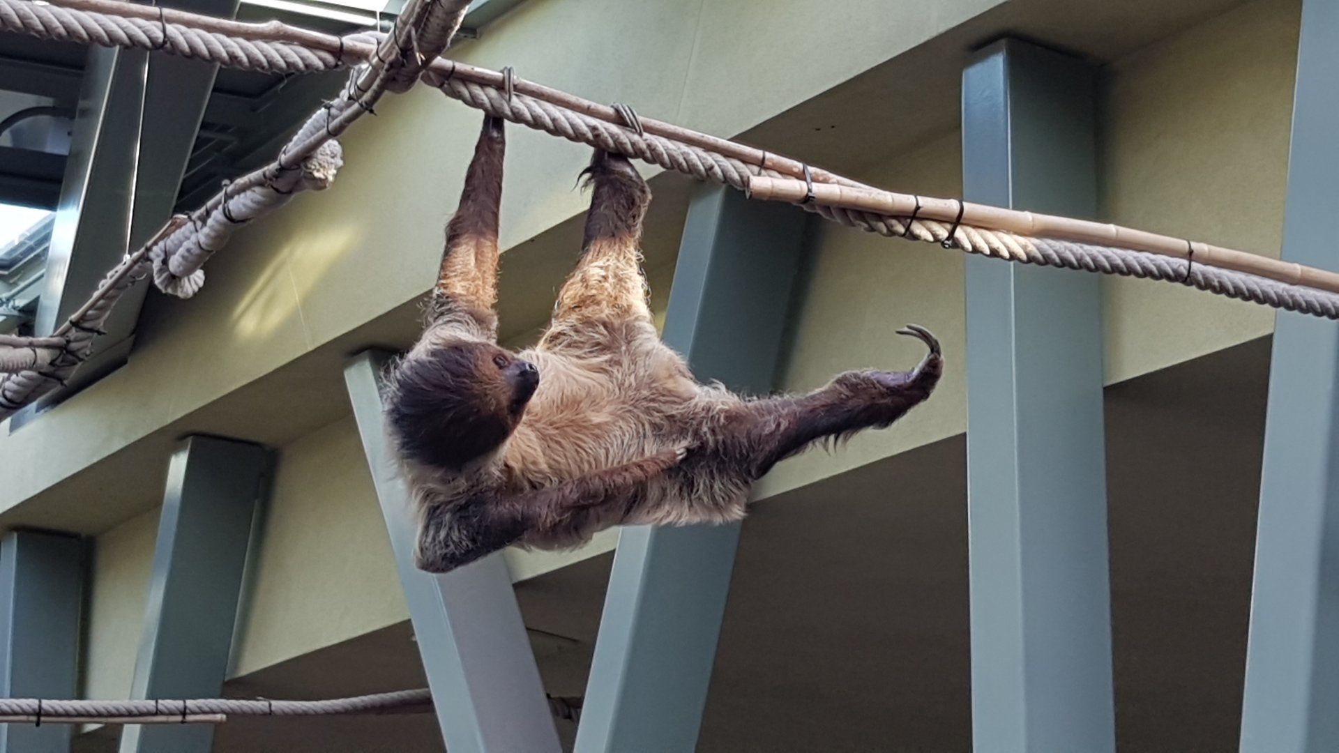 Walk through exhibit for sloths