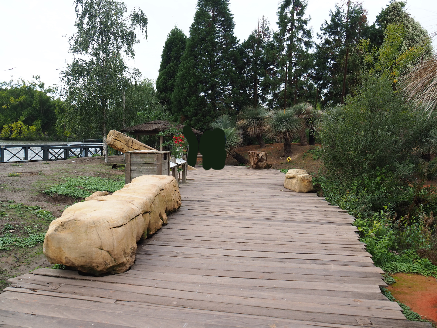 Walk-through exhibit with Australian pelicans, eastern grey kangaroos and red kangaroos, 2019-10-04