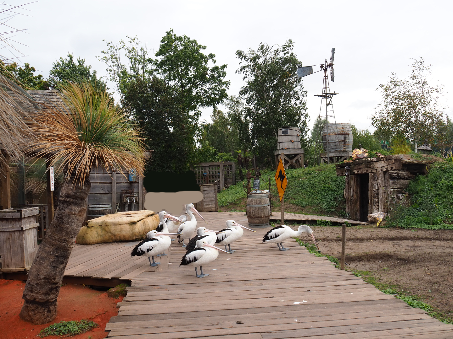 Walk-through exhibit with Australian pelicans, eastern grey kangaroos and red kangaroos, 2019-10-04