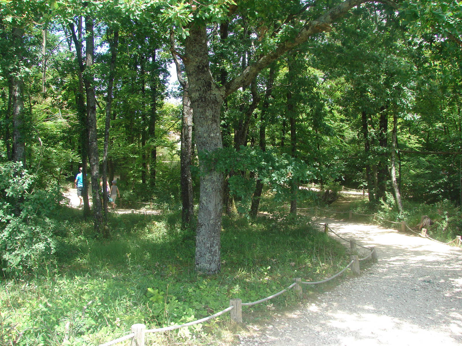 Walk-through golden-bellied capuchin exhibit