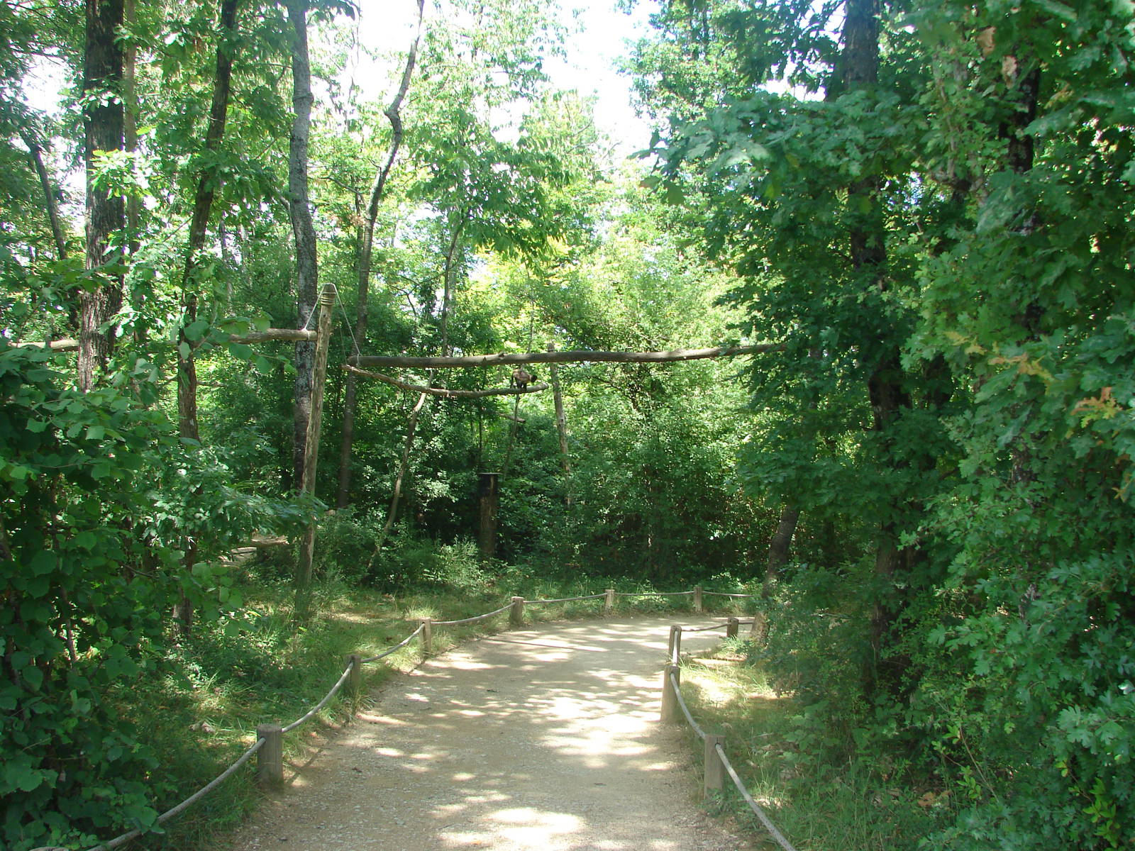 Walk-through golden-bellied capuchin exhibit