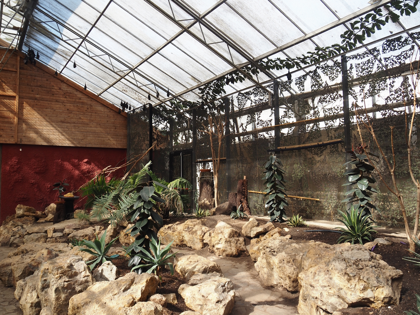 Walk-through greenhouse with Lyle's flying foxes and Large flying foxes, 2024-09-17