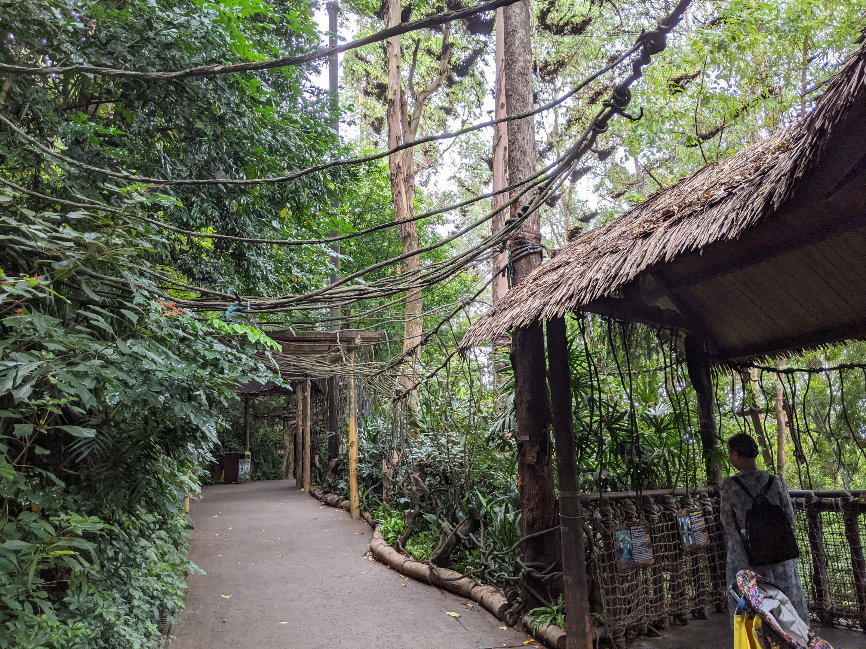 Walk-through hornbill aviary