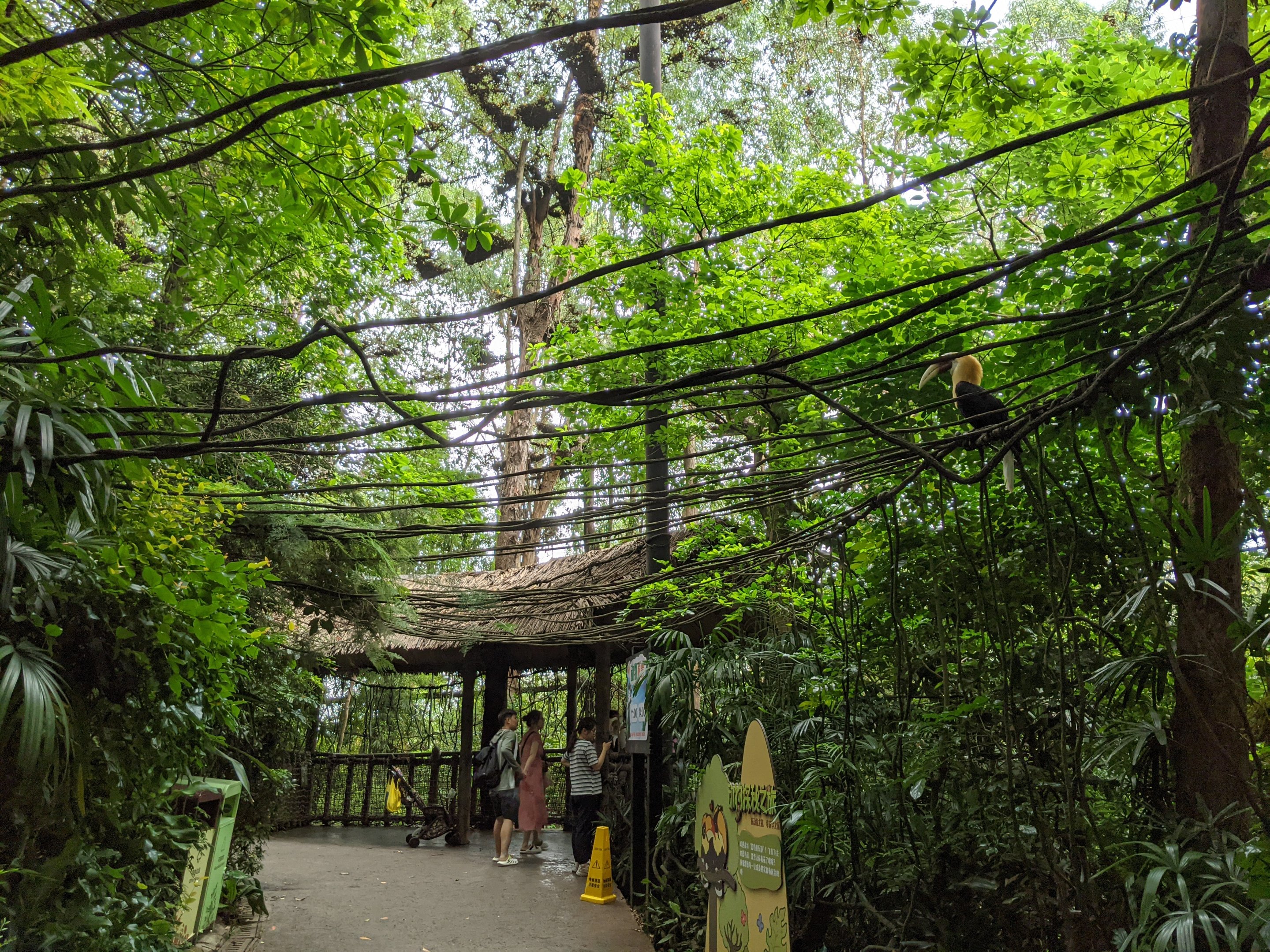 Walk-through hornbill aviary
