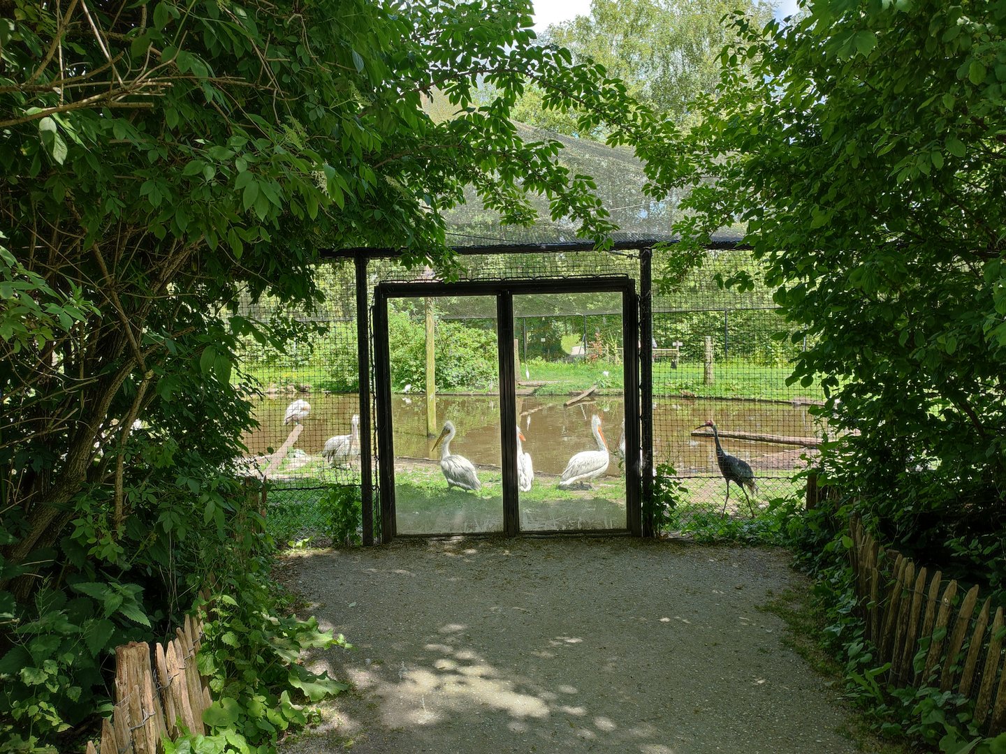 Walk-through Humboldt penguin enclosure - view into the Asia aviary