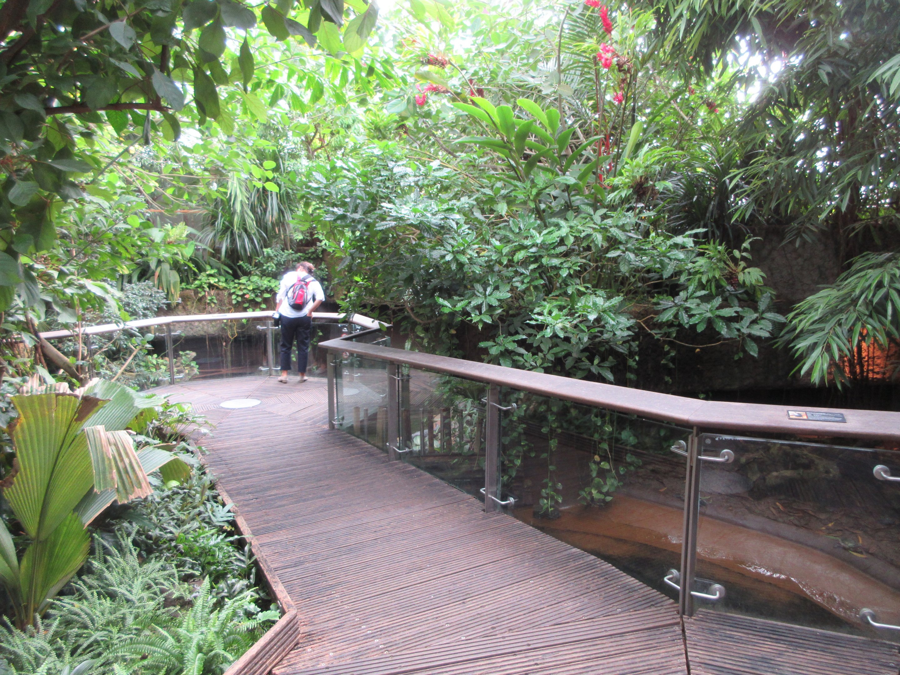 Walk-Through Jungle Area
