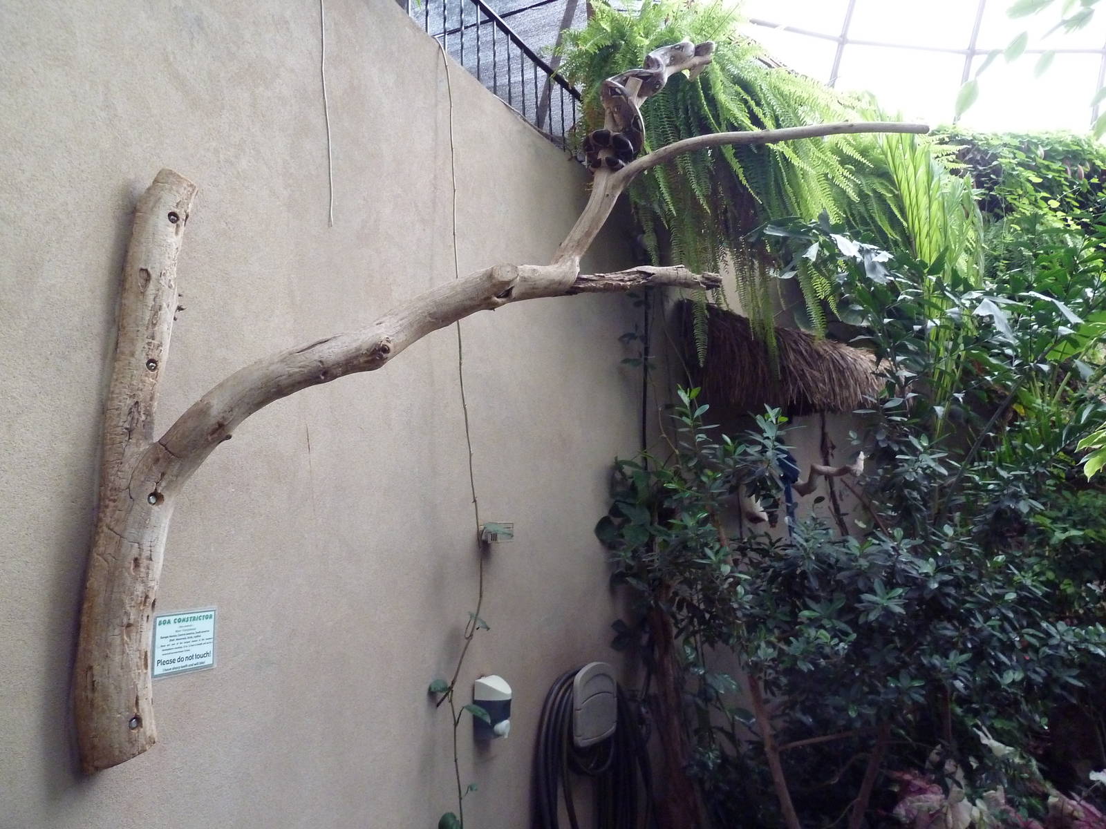 Walk-Through Jungle - Boa Constrictor On A Stick