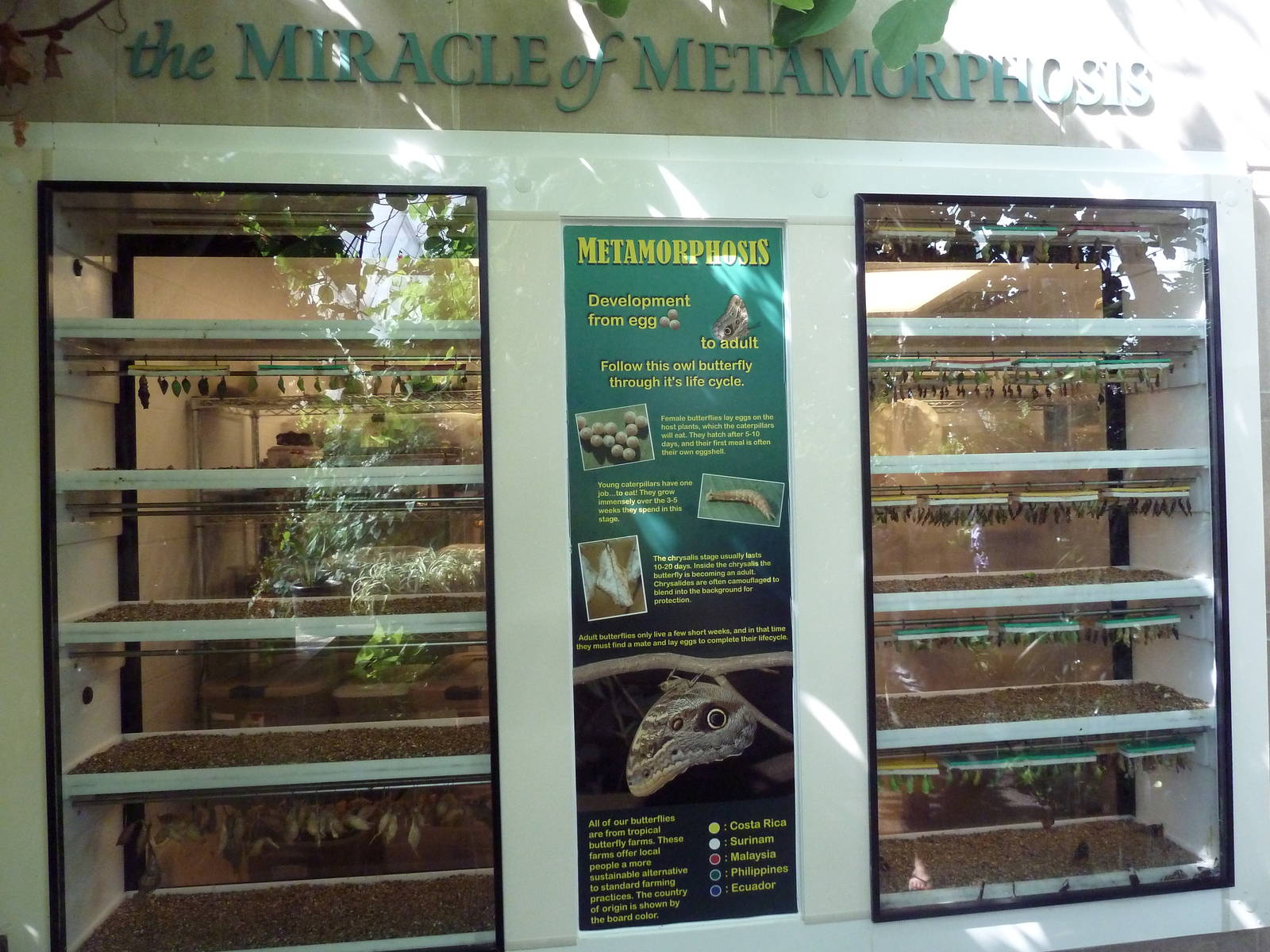 Walk-Through Jungle - Metamorphosis