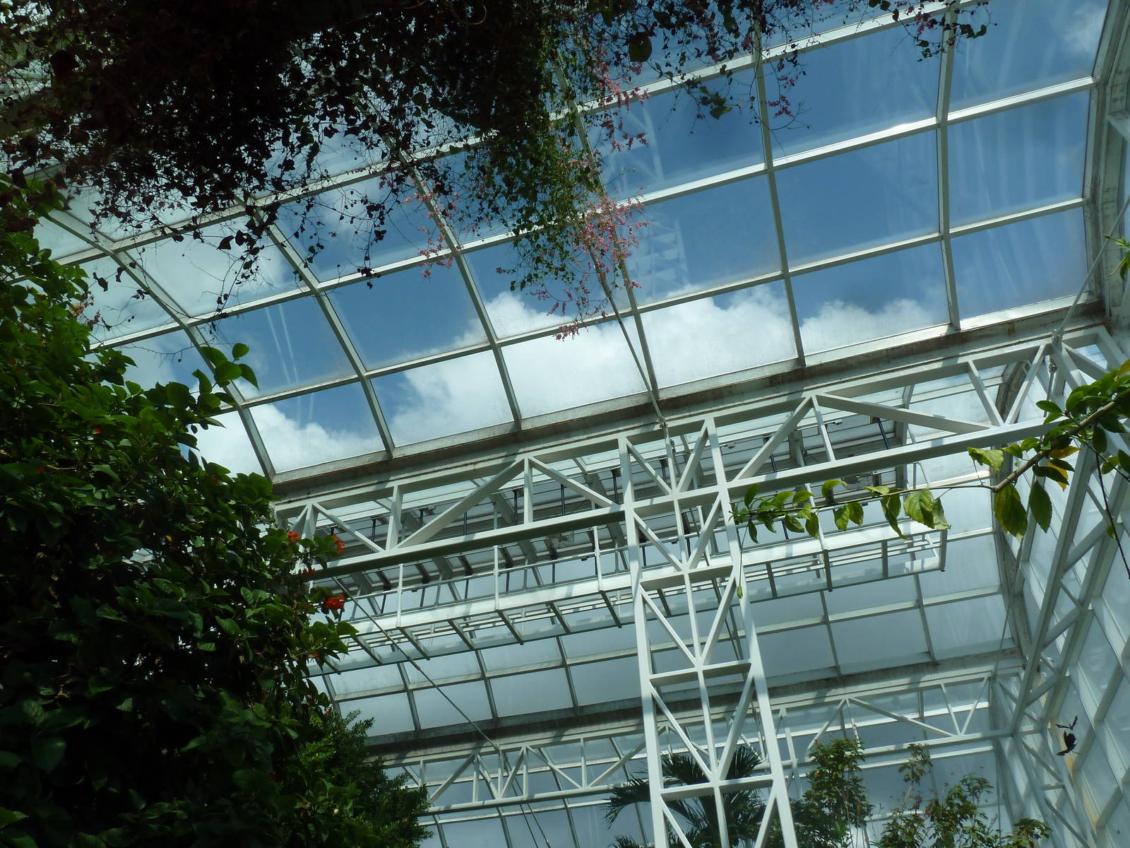 Walk-Through Jungle - Roof