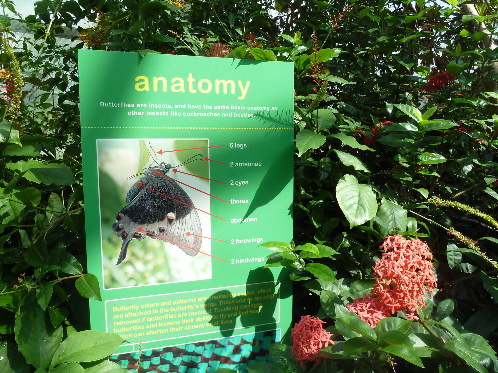 Walk-Through Jungle - Sign