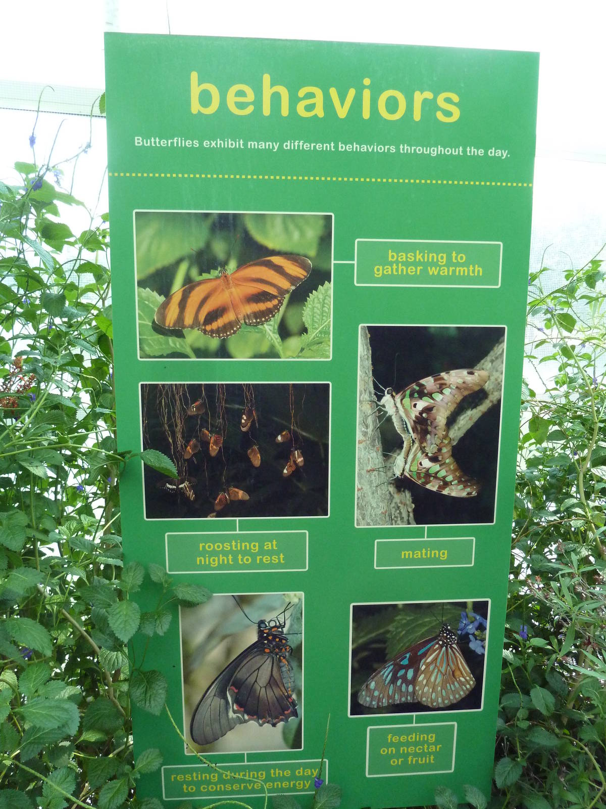Walk-Through Jungle - Sign