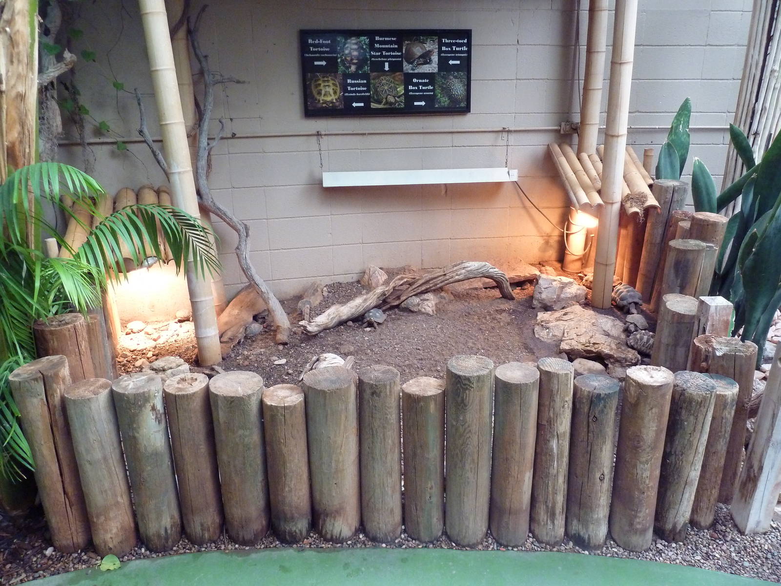 Walk-Through Jungle - Tortoise Enclosure