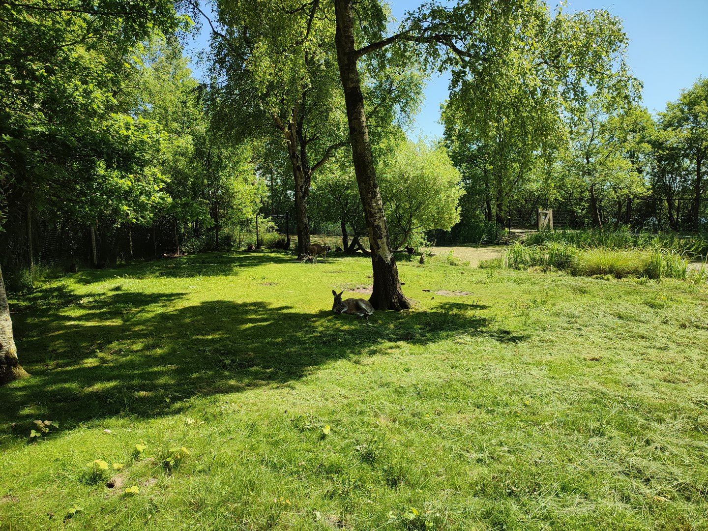 Walk-through kangaroo enclosure