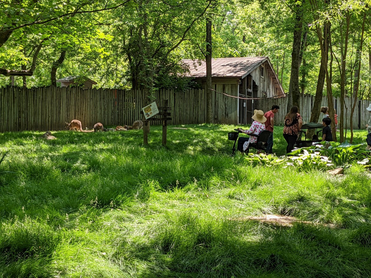Walk-through kangaroo exhibit