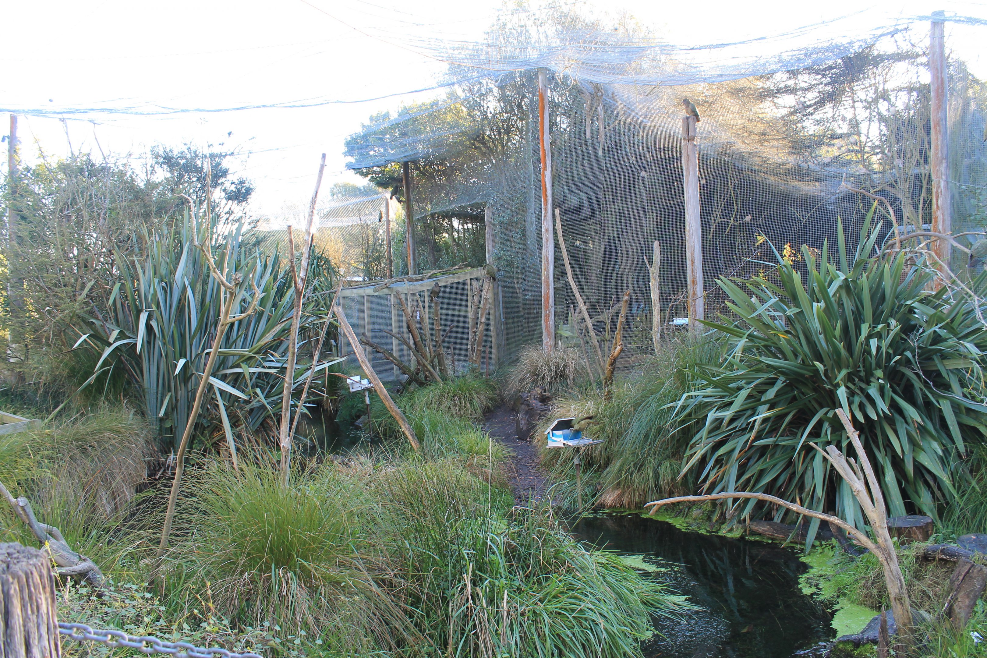 Walk-through Kea aviary