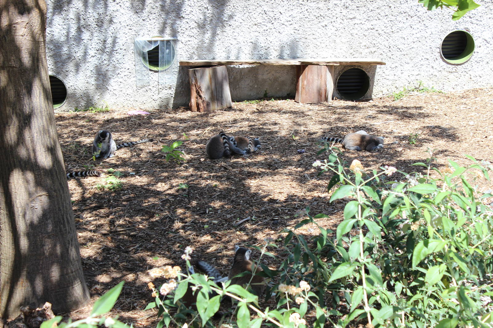 Walk Through Lemur Enclosure